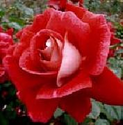 unknow artist Realistic Red Rose oil painting picture wholesale